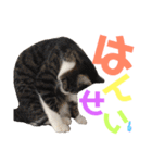 猫の奈留さん（個別スタンプ：21）