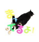 猫の奈留さん（個別スタンプ：22）