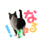 猫の奈留さん（個別スタンプ：23）