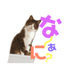 猫の奈留さん（個別スタンプ：24）