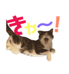 猫の奈留さん（個別スタンプ：25）