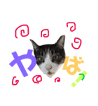 猫の奈留さん（個別スタンプ：26）
