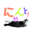 猫の奈留さん（個別スタンプ：27）