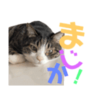 猫の奈留さん（個別スタンプ：28）
