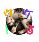 猫の奈留さん（個別スタンプ：29）