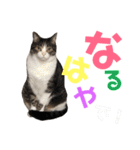 猫の奈留さん（個別スタンプ：30）