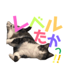 猫の奈留さん（個別スタンプ：31）