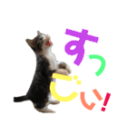 猫の奈留さん（個別スタンプ：32）