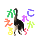 猫の奈留さん（個別スタンプ：33）