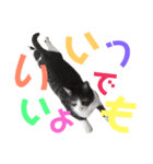 猫の奈留さん（個別スタンプ：34）