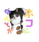 猫の奈留さん（個別スタンプ：35）