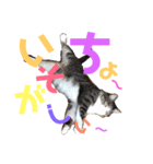 猫の奈留さん（個別スタンプ：36）