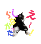 猫の奈留さん（個別スタンプ：37）