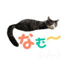 猫の奈留さん（個別スタンプ：38）