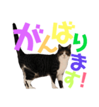 猫の奈留さん（個別スタンプ：39）
