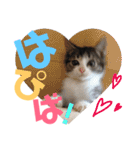 猫の奈留さん（個別スタンプ：40）
