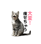 ひかりとダイエット（個別スタンプ：3）