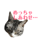 ひかりとダイエット（個別スタンプ：14）