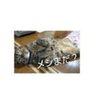 みかんファミリー *（個別スタンプ：1）
