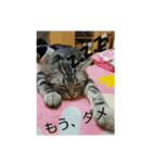 みかんファミリー *（個別スタンプ：2）