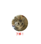 みかんファミリー *（個別スタンプ：9）