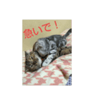 みかんファミリー *（個別スタンプ：12）