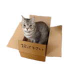 まりもともなか（個別スタンプ：15）