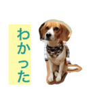 犬 のあ（個別スタンプ：3）