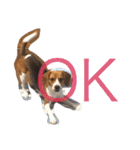 犬 のあ（個別スタンプ：5）