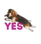 犬 のあ（個別スタンプ：6）