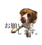 犬 のあ（個別スタンプ：7）