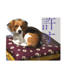 犬 のあ（個別スタンプ：9）