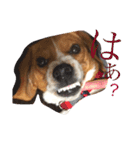 犬 のあ（個別スタンプ：10）