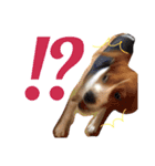犬 のあ（個別スタンプ：11）