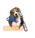 犬 のあ（個別スタンプ：12）