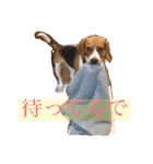 犬 のあ（個別スタンプ：13）
