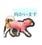 犬 のあ（個別スタンプ：14）