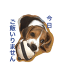 犬 のあ（個別スタンプ：15）
