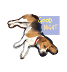犬 のあ（個別スタンプ：16）