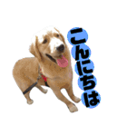 ゴールデンレトリバーのあんこさん（個別スタンプ：1）