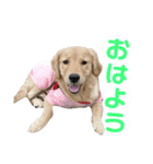 ゴールデンレトリバーのあんこさん（個別スタンプ：2）