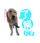 ゴールデンレトリバーのあんこさん（個別スタンプ：5）
