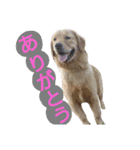 ゴールデンレトリバーのあんこさん（個別スタンプ：7）
