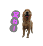 ゴールデンレトリバーのあんこさん（個別スタンプ：12）