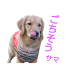 ゴールデンレトリバーのあんこさん（個別スタンプ：13）