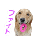 ゴールデンレトリバーのあんこさん（個別スタンプ：17）