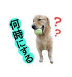 ゴールデンレトリバーのあんこさん（個別スタンプ：18）