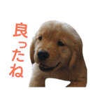 ゴールデンレトリバーのあんこさん（個別スタンプ：19）