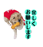 ゴールデンレトリバーのあんこさん（個別スタンプ：20）