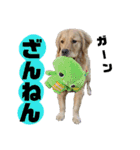 ゴールデンレトリバーのあんこさん（個別スタンプ：22）